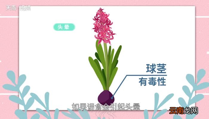 风信子有毒吗 风信子对人有害吗