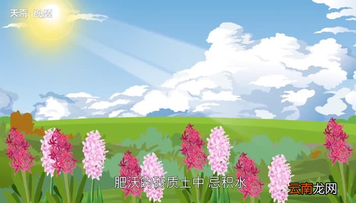 风信子有毒吗 风信子对人有害吗