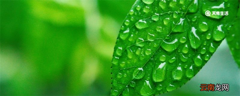 谷雨是春天的最后一个节气吗 谷雨是什么节气