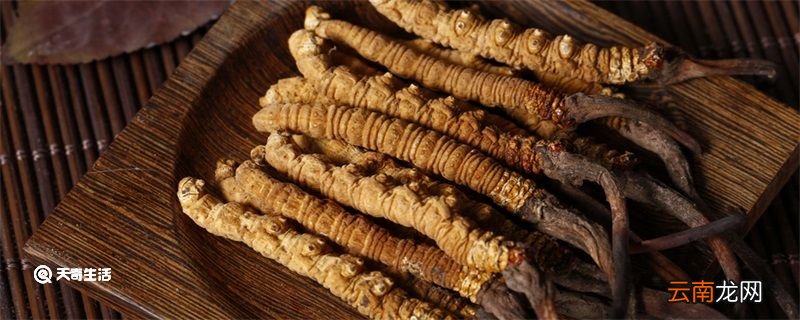 冬虫夏草是什么意思 冬虫夏草是指什么