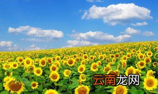 向日葵花海拍照技巧 向日葵花田拍摄人像照的技巧