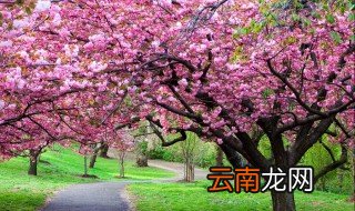 如何解决破坏花草树木 爱护花草树木的方法介绍