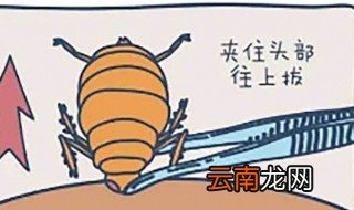 如何杀死蜱虫最有效 祛蜱虫小妙招