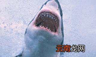 鲨鱼的牙齿可以无限生长吗 鲨鱼的牙齿可不可以无限生长