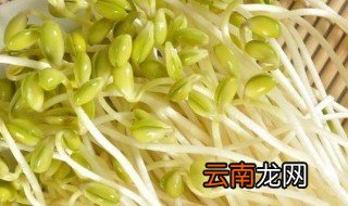绿豆芽的变化过程 绿豆芽的变化过程是什么