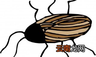 怎么去除家里的蟑螂 如何去除家里的蟑螂