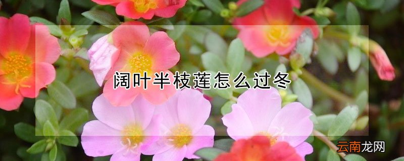 阔叶半枝莲怎么过冬