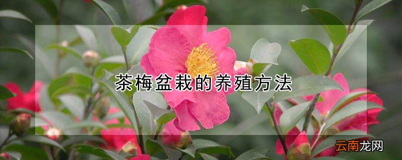 茶梅盆栽的养殖方法
