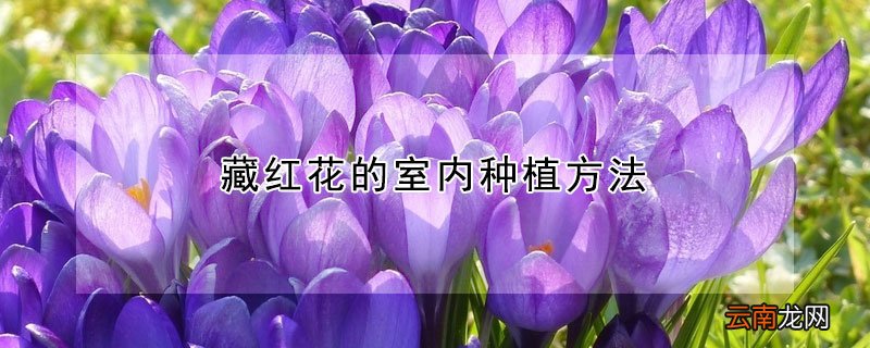 藏红花的室内种植方法