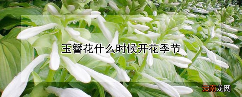 玉簪花什么时候开花季节