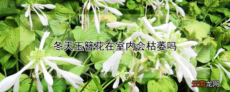 冬天玉簪花在室内会枯萎吗