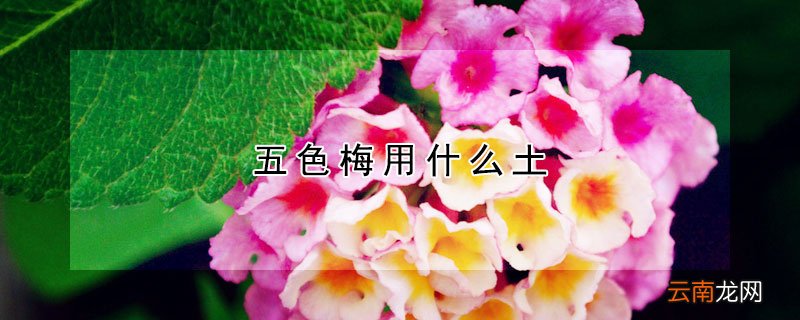五色梅用什么土