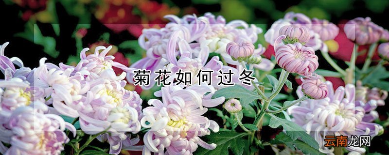 菊花如何过冬