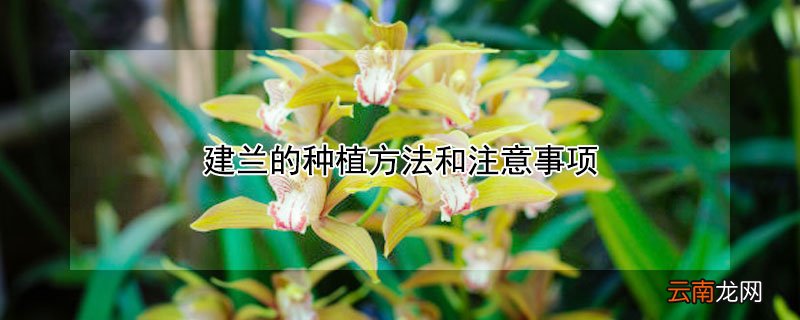 建兰的种植方法和注意事项