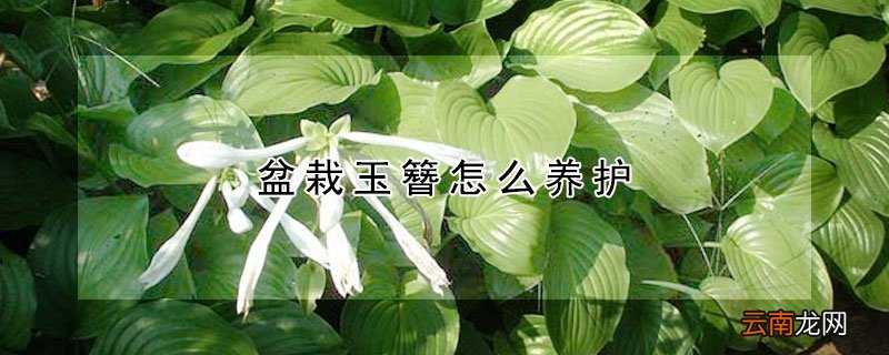 盆栽玉簪怎么养护