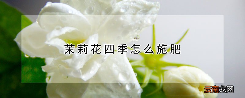 茉莉花四季怎么施肥