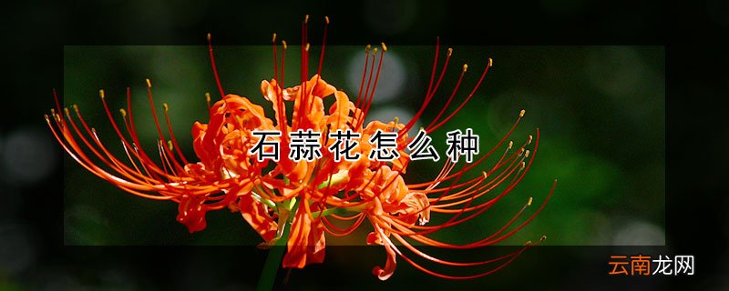 石蒜花怎么种