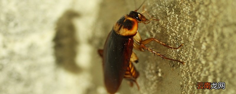 蟑螂吃什么 蟑螂吃什么食物