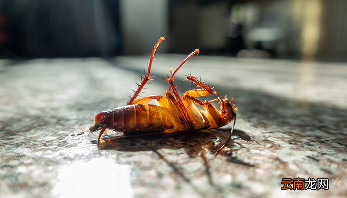 蟑螂吃什么 蟑螂吃什么食物