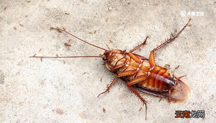 蟑螂吃什么 蟑螂吃什么食物