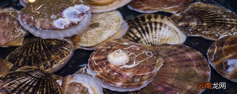 活扇贝放一夜怎么保存 活扇贝的保存方法