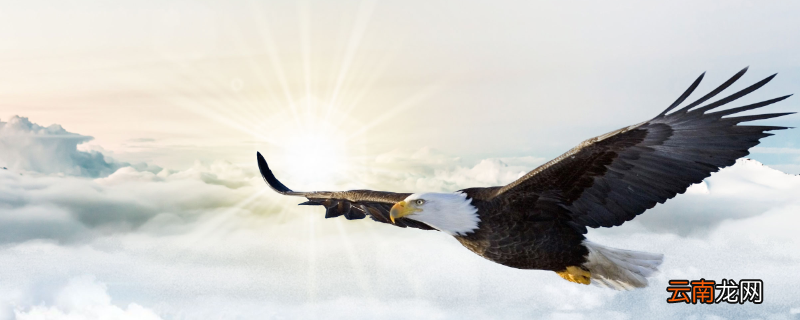 上李邕赏析上李邕的思想感情