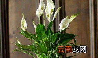 白掌在家怎么养 养殖白掌的方法