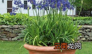 百子莲怎么养 百子莲养殖方法