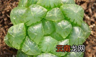 如何正确的养殖玉露 养殖玉露的方法介绍