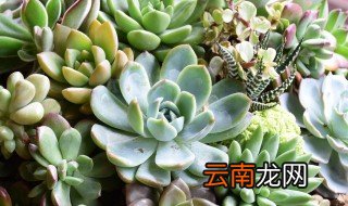 新手养肉肉注意要点 新手养肉肉的注意事项