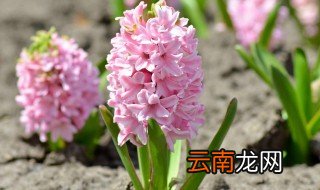 土培风信子的养殖方法与注意事项 土培风信子怎么养殖