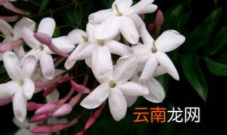 素馨的种植方法和要点以及注意事项 素馨的种植方法和要点以及注意事项介绍