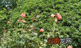大月季花的养殖方法和注意事项 养护大月季花的步骤和禁忌