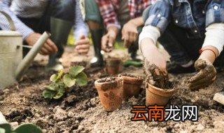 滴水观音如何养殖 滴水观音养殖方法