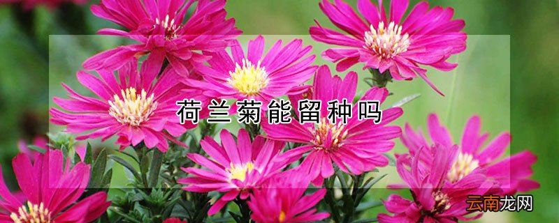 荷兰菊能留种吗