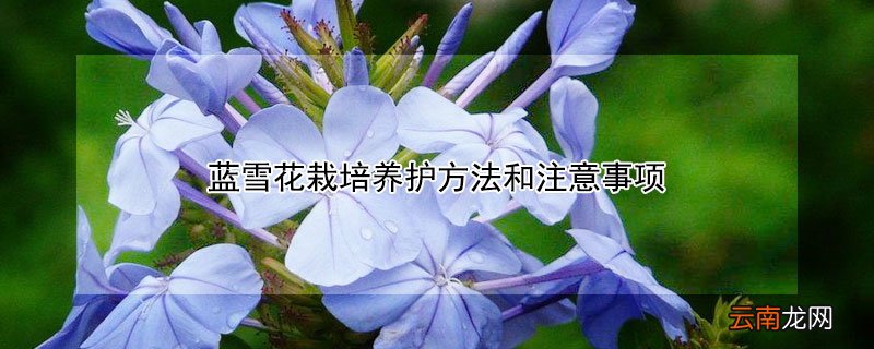 蓝雪花栽培养护方法和注意事项