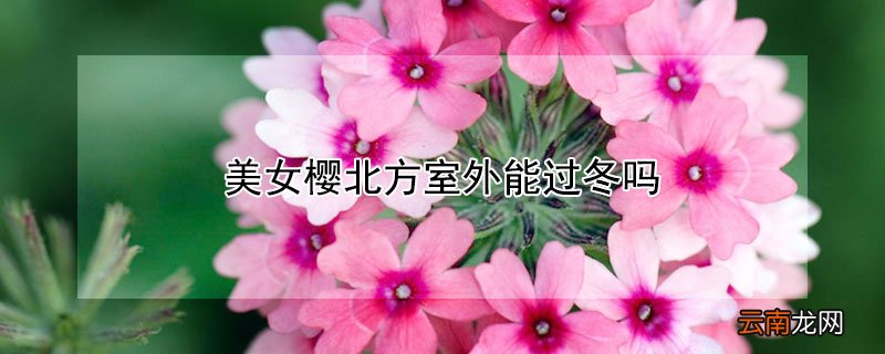 美女樱北方室外能过冬吗