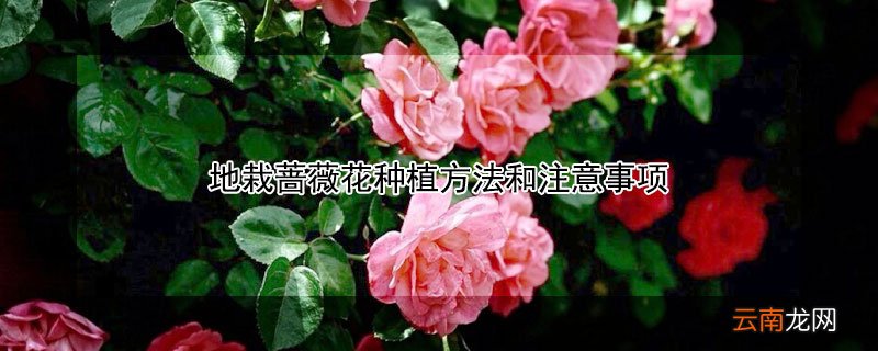 地栽蔷薇花种植方法和注意事项