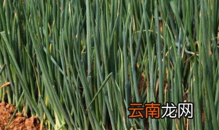 白露葱怎么种 白露葱如何种植
