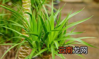 血龙树怎么养 血龙树的养殖方法