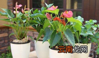 碧萝怎么养 如何养护碧萝