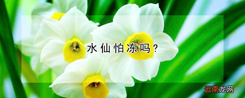 水仙怕冻吗?