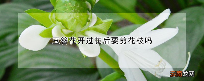 玉簪花开过花后要剪花枝吗