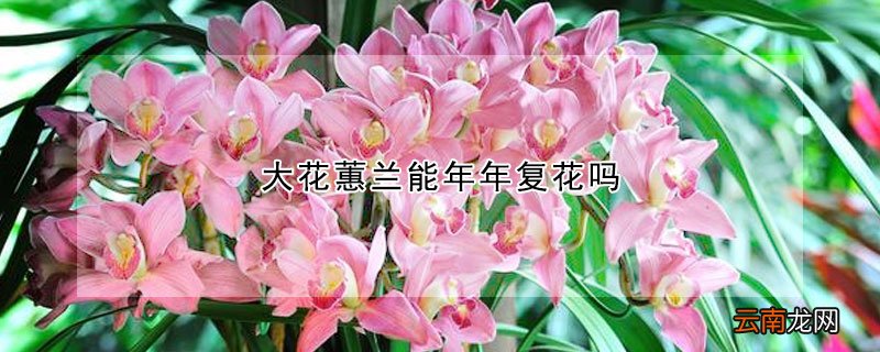大花蕙兰能年年复花吗