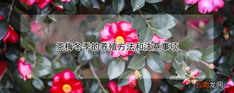 茶梅冬季的养殖方法和注意事项