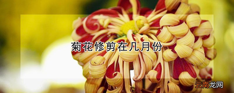 菊花修剪在几月份