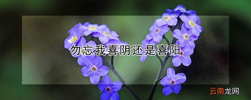 勿忘我喜阴还是喜阳