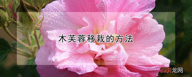 木芙蓉移栽的方法