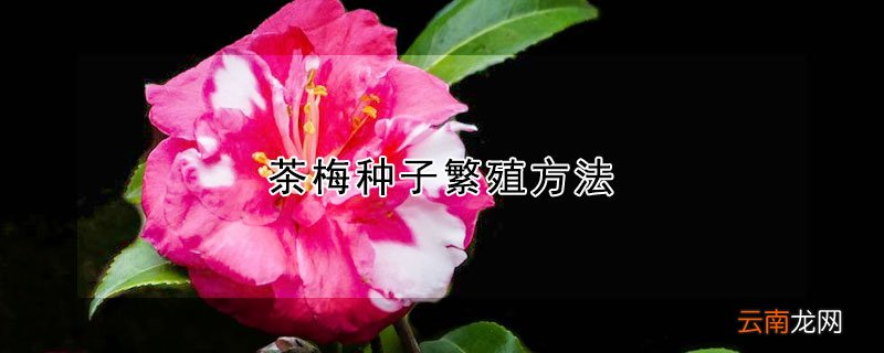 茶梅种子繁殖方法