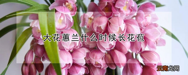 大花蕙兰什么时候长花苞